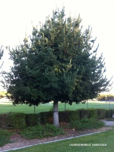 Laurus nobilis 'Saratoga'